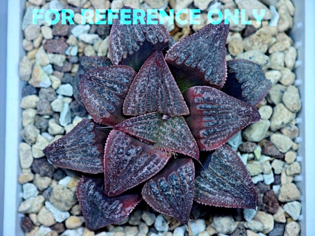 Haworthia Splendens Like Takashi - 3