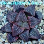 Haworthia Splendens Like Takashi - 3