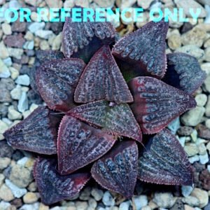 Haworthia Splendens Like Takashi - 3