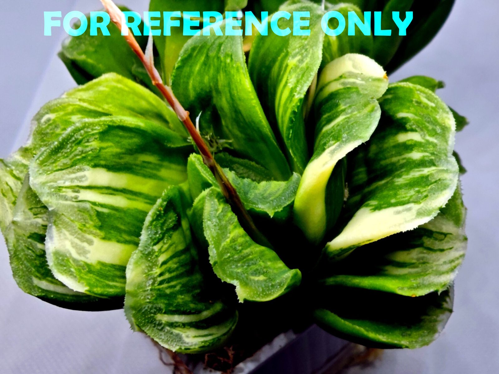 Haworthia truncata hybrid f. variegata - 6