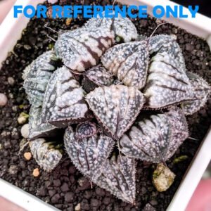 Haworthia ‘Yukigeshiki’ (Snowscape) [雪景色] - 1